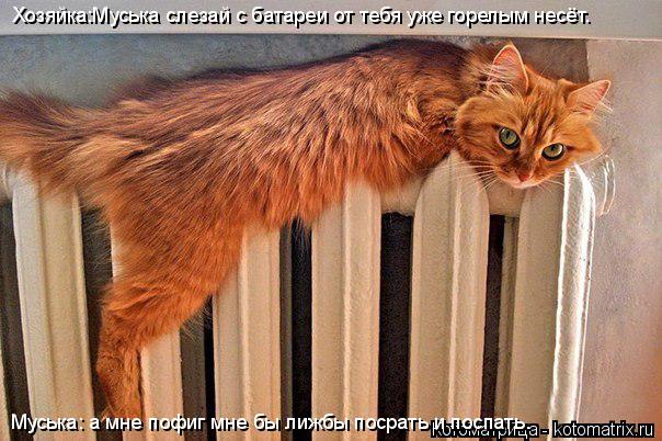 Котоматрица: Хозяйка:Муська слезай с батареи от тебя уже горелым несёт. Муська: а мне пофиг мне бы лижбы посрать и поспать.