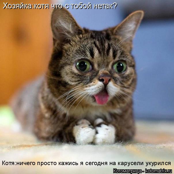 Котоматрица: Хозяйка:котя что с тобой нетак? Котя:ничего просто кажись я сегодня на карусели укурился