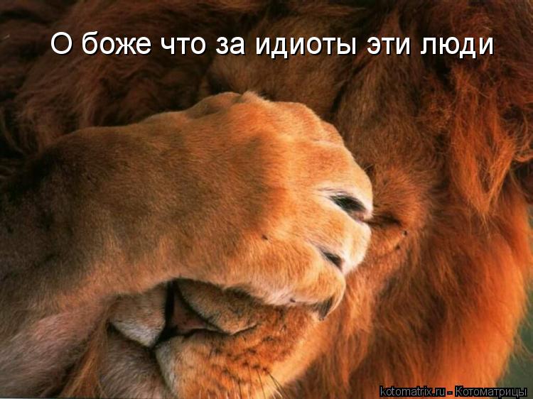 О боже что за идиоты эти люди... Котоматрица: О боже что за идиоты эти люди