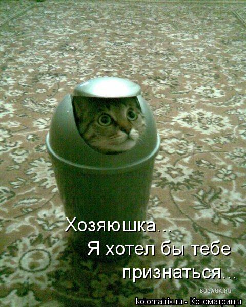 Хозяюшка... Я хотел бы тебе признаться...... Котоматрица: Хозяюшка... Я хотел бы тебе признаться...