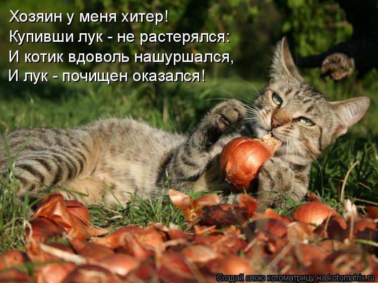 Хозяин у меня хитер! Купивши лук - не растерялся: И котик вдоволь нашуршался, И лук - почищен оказалс... Котоматрица: Хозяин у меня хитер! Купивши лук - не растерялся: И котик вдоволь нашуршался, И лук - почищен оказался!