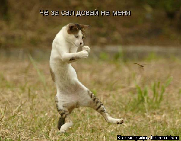 Котоматрица: Чё за сал довай на меня