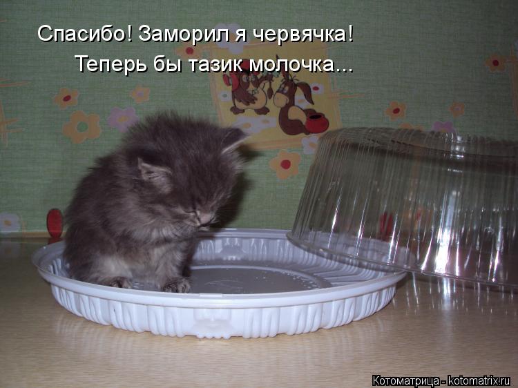 Котоматрица: Спасибо! Заморил я червячка! Теперь бы тазик молочка...