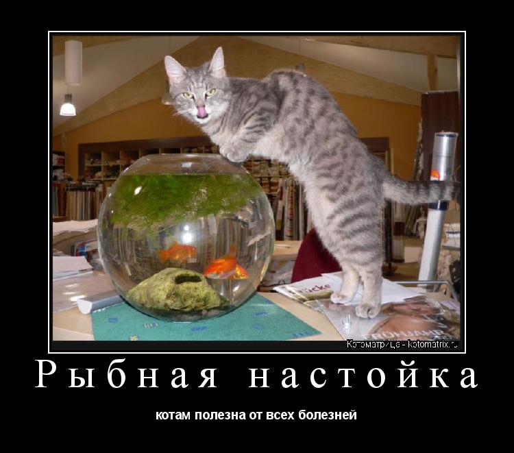 Рыбная настойка котам полезна от всех болезней... Котоматрица: Рыбная настойка котам полезна от всех болезней