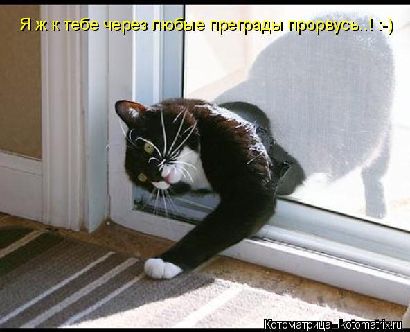 Котоматрица: Я ж к тебе через любые преграды прорвусь..! :-)