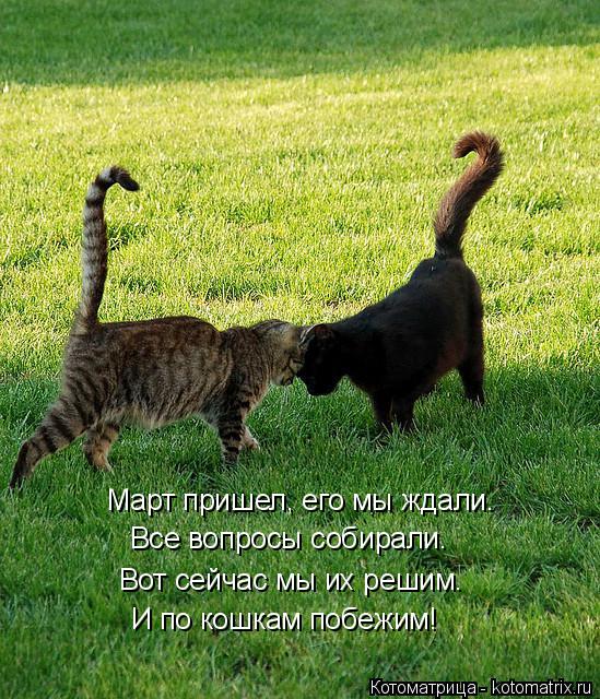 Март пришел, его мы ждали. Все вопросы собирали. Вот сейчас мы их решим. И по кошкам побежим!... Котоматрица: Март пришел, его мы ждали. Все вопросы собирали. Вот сейчас мы их решим. И по кошкам побежим!