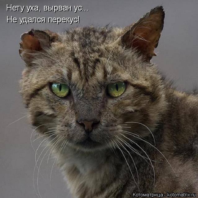 Нету уха, вырван ус... Не удался перекус!... Котоматрица: Нету уха, вырван ус... Не удался перекус!