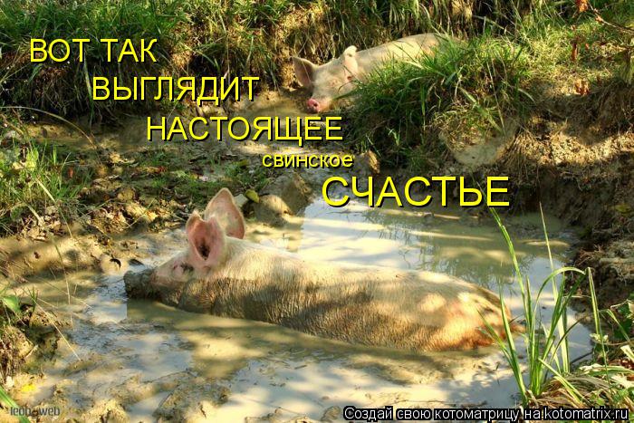 Котоматрица: ВОТ ТАК ВЫГЛЯДИТ НАСТОЯЩЕЕ свинское СЧАСТЬЕ