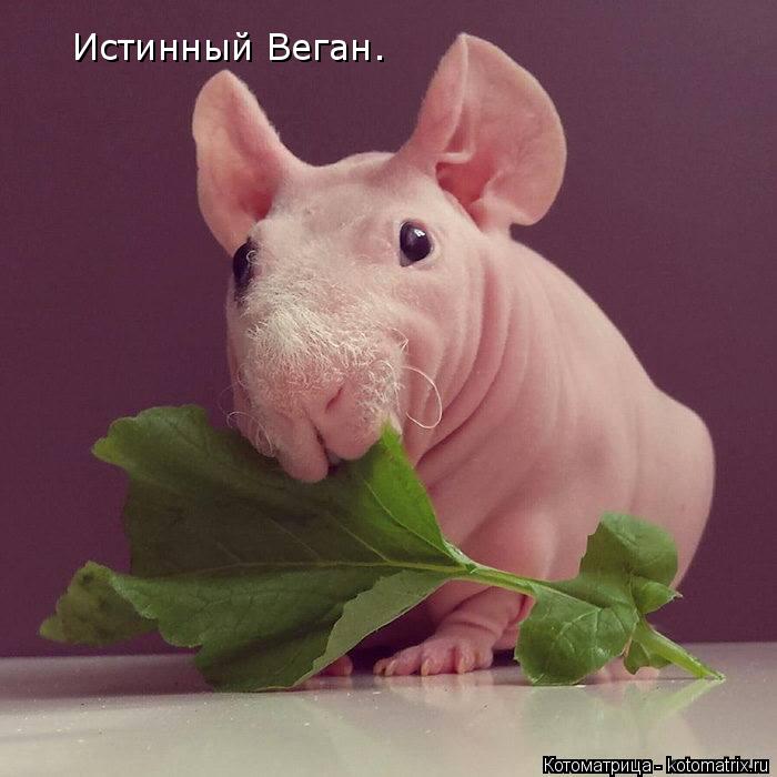 Котоматрица: Истинный Веган.
