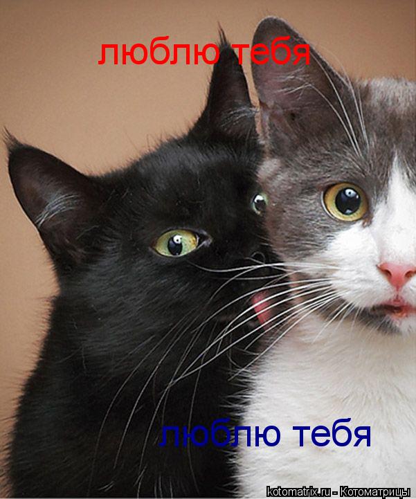 Котоматрица: люблю тебя люблю тебя