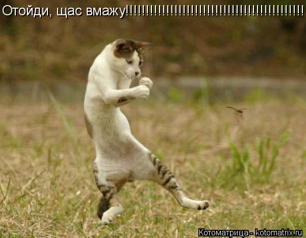 Котоматрица: Отойди, щас вмажу!!!!!!!!!!!!!!!!!!!!!!!!!!!!!!!!!!!!!!!!!!!!!