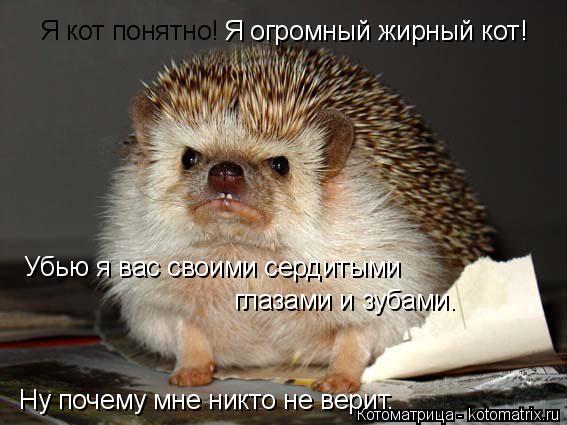 Котоматрица: Я кот понятно! Я огромный жирный кот! Ну почему мне никто не верит. Убью я вас своими сердитыми глазами и зубами.