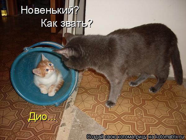 Котоматрица: Новенький? Как звать? Дио...