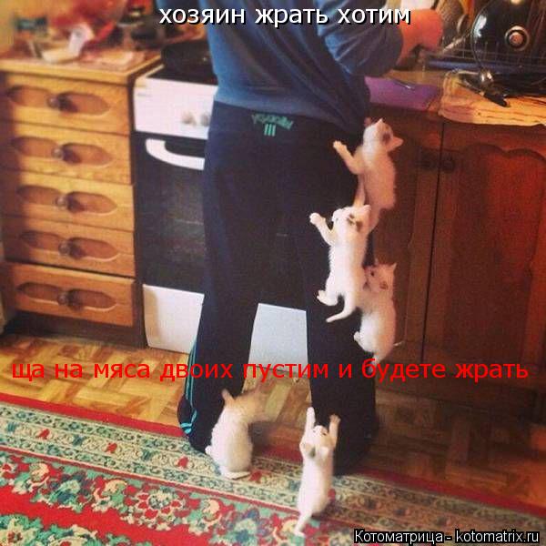 Котоматрица: хозяин жрать хотим ща на мяса двоих пустим и будете жрать