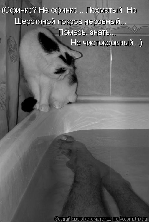 Котоматрица: Шерстяной покров неровный... Помесь, знать...  Не чистокровный...) (Сфинкс? Не сфинкс... Лохматый. Но