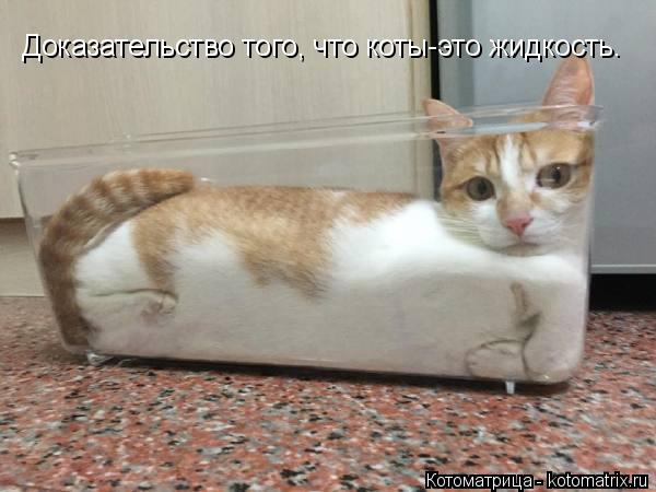 Котоматрица: Доказательство того, что коты-это жидкость.