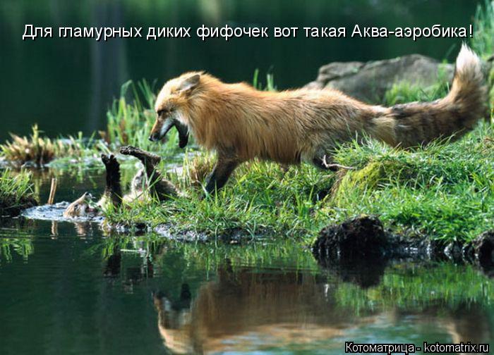 Котоматрица: Для гламурных диких фифочек вот такая Аква-аэробика!