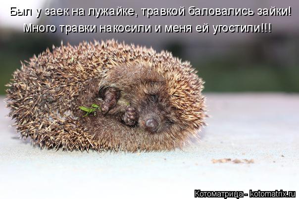 Котоматрица: Был у заек на лужайке, травкой баловались зайки! Много травки накосили и меня ей угостили!!!