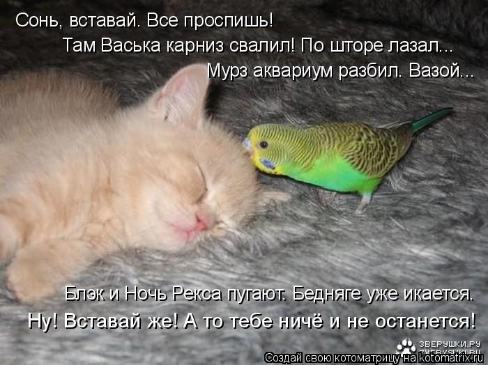 Котоматрица: Там Васька карниз свалил! По шторе лазал... Сонь, вставай. Все проспишь! Мурз аквариум разбил. Вазой... Блэк и Ночь Рекса пугают. Бедняге уже ик