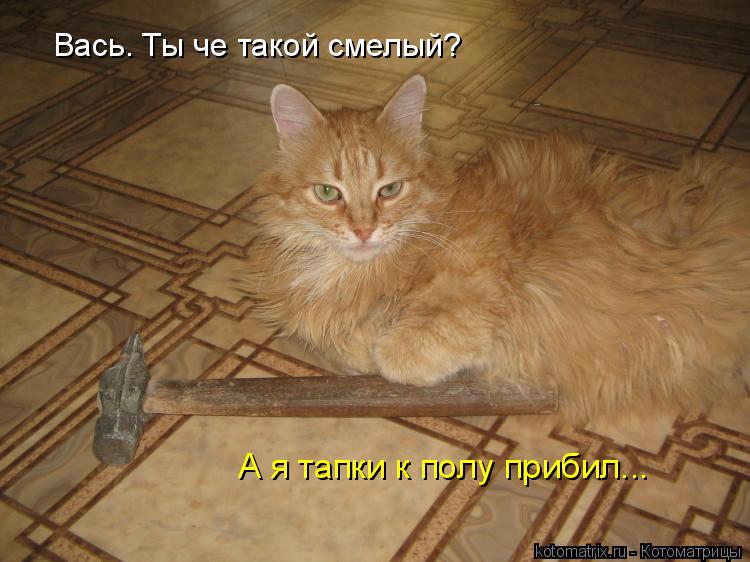 А я тапки к полу прибил... Вась. Ты че такой смелый?... Котоматрица: А я тапки к полу прибил... Вась. Ты че такой смелый?