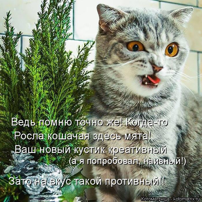 Ведь помню точно же! Когда-то Росла кошачая здесь мята! Ваш новый кустик креативный (а я попробовал, ... Котоматрица: Ведь помню точно же! Когда-то Росла кошачая здесь мята! Ваш новый кустик креативный (а я попробовал, наивный!) Зато на вкус такой противный!!