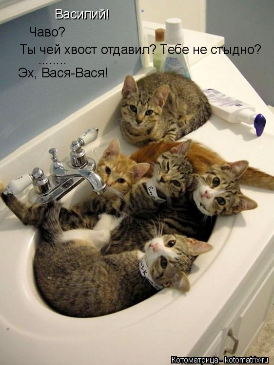 Василий! Чаво? Ты чей хвост отдавил? Тебе не стыдно? ........ Эх, Вася-Вася!... Котоматрица: Василий! Чаво? Ты чей хвост отдавил? Тебе не стыдно? ........ Эх, Вася-Вася!