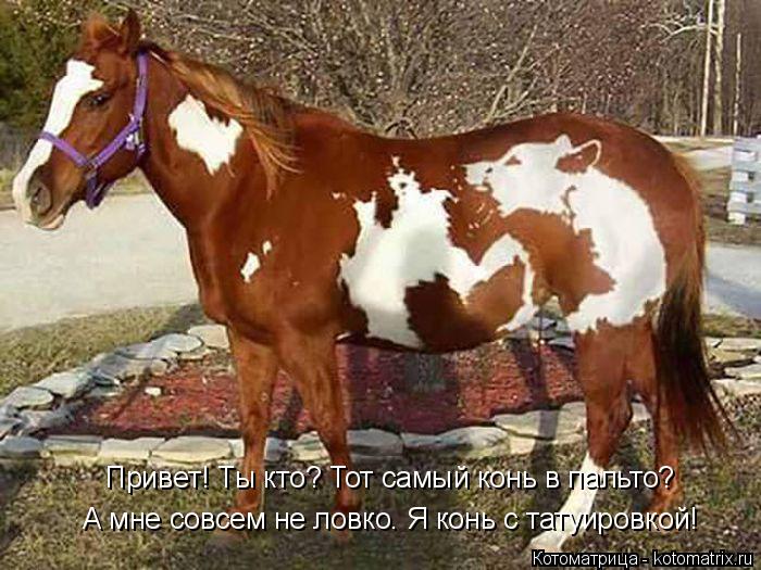 А мне совсем не ловко. Я конь с татуировкой! Привет! Ты кто? Тот самый конь в пальто?... Котоматрица: А мне совсем не ловко. Я конь с татуировкой! Привет! Ты кто? Тот самый конь в пальто?
