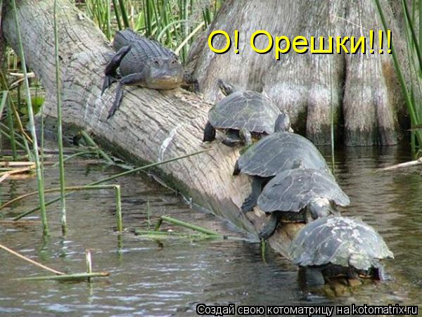 О! Орешки!!!... Котоматрица: О! Орешки!!!
