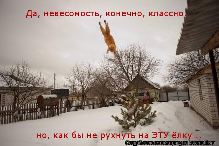 Да, невесомость, конечно, классно, но, как бы не рухнуть на ЭТУ ёлку...... Котоматрица: Да, невесомость, конечно, классно, но, как бы не рухнуть на ЭТУ ёлку...