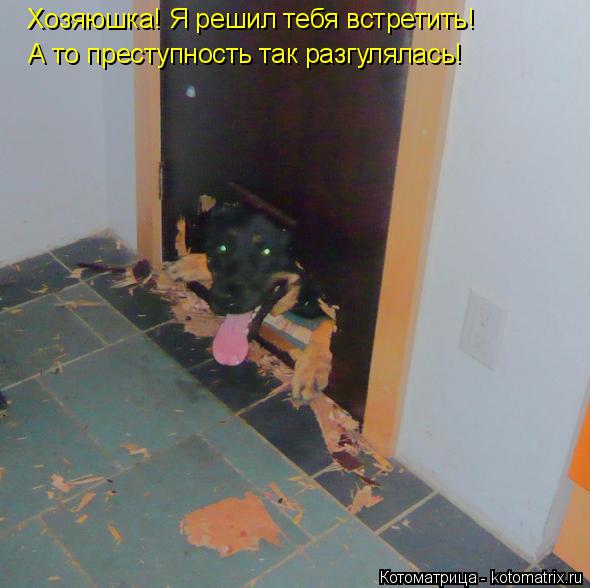 Хозяюшка! Я решил тебя встретить! А то преступность так разгулялась!... Котоматрица: Хозяюшка! Я решил тебя встретить! А то преступность так разгулялась!