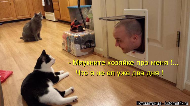 Котоматрица: - Мяукните хозяйке про меня !... Что я не ел уже два дня !