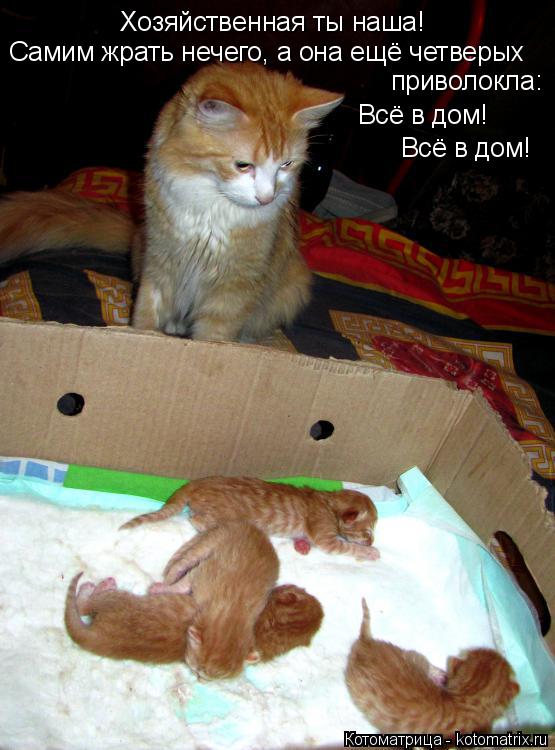 Хозяйственная ты наша! приволокла: Самим жрать нечего, а она ещё четверых Всё в дом! Всё в дом!... Котоматрица: Хозяйственная ты наша! приволокла: Самим жрать нечего, а она ещё четверых Всё в дом! Всё в дом!