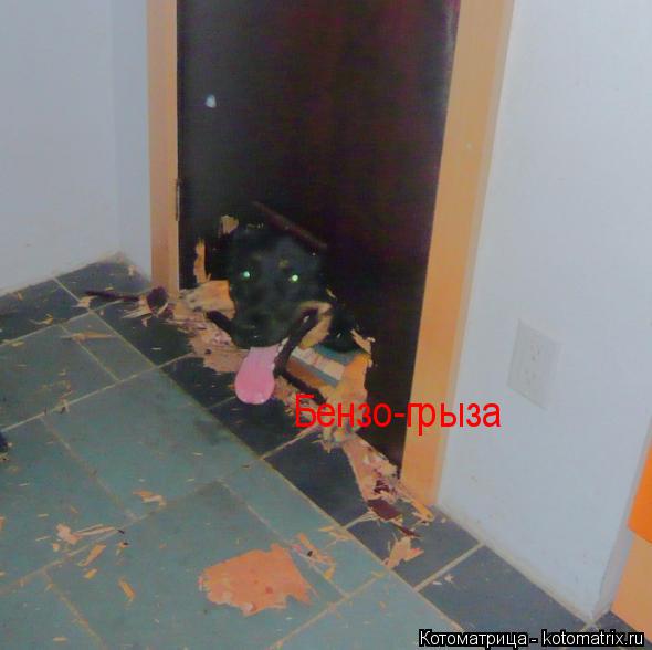 Бензо-грыза... Котоматрица: Бензо-грыза