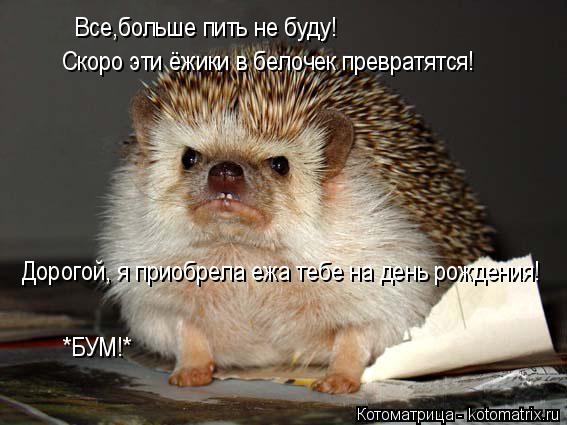 Все,больше пить не буду! Скоро эти ёжики в белочек превратятся! Дорогой, я приобрела ежа тебе на ден... Котоматрица: Все,больше пить не буду! Скоро эти ёжики в белочек превратятся! Дорогой, я приобрела ежа тебе на день рождения! *БУМ!*