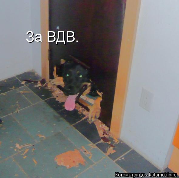 За ВДВ.... Котоматрица: За ВДВ.