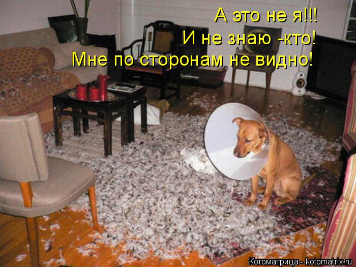 А это не я!!! И не знаю -кто! Мне по сторонам не видно!... Котоматрица: А это не я!!! И не знаю -кто! Мне по сторонам не видно!