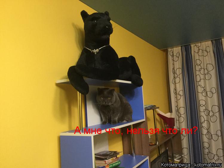 А мне что, нельзя что ли?... Котоматрица: А мне что, нельзя что ли?