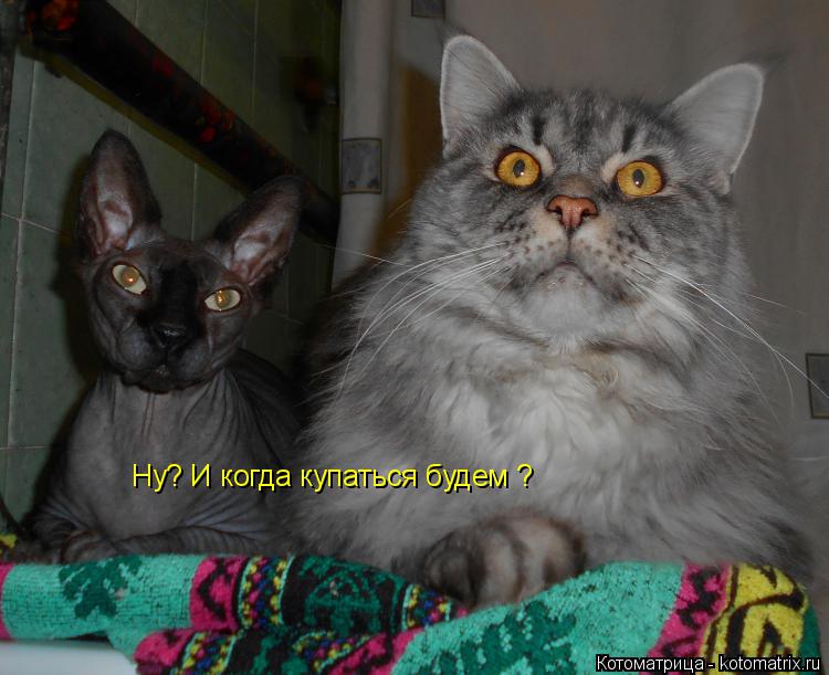 Ну? И когда купаться будем ?... Котоматрица: Ну? И когда купаться будем ?