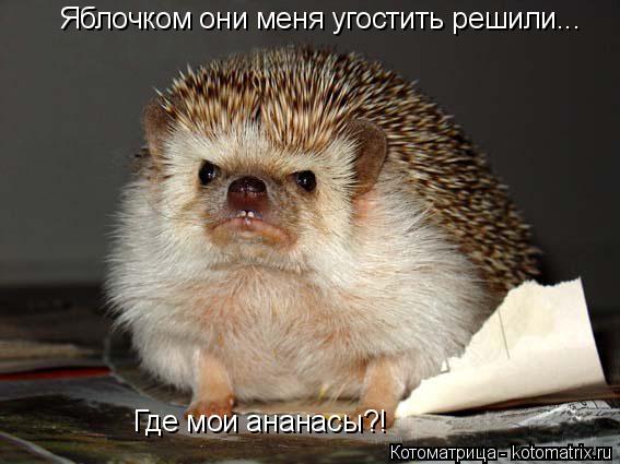 Яблочком они меня угостить решили... Где мои ананасы?!... Котоматрица: Яблочком они меня угостить решили... Где мои ананасы?!