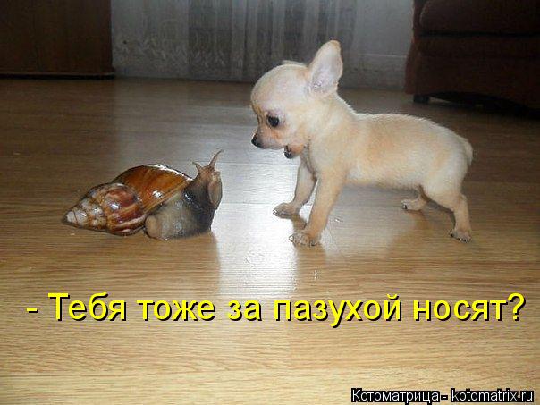 - Тебя тоже за пазухой носят?... Котоматрица: - Тебя тоже за пазухой носят?