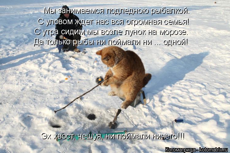 Мы занимаемся подледною рыбалкой. С утра сидим мы возле лунок на морозе. Эх хвост, чешуя, ни поймали ... Котоматрица: Мы занимаемся подледною рыбалкой. С утра сидим мы возле лунок на морозе. Эх хвост, чешуя, ни поймали ничего!!! С уловом ждет нас вся огромная с