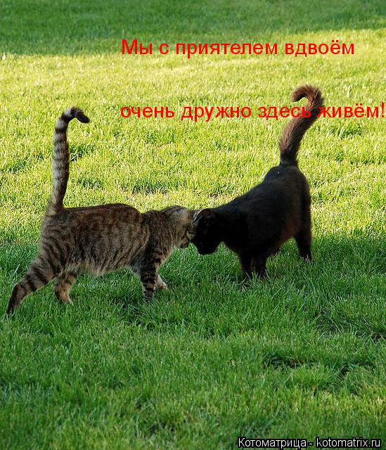 очень дружно здесь живём! Мы с приятелем вдвоём... Котоматрица: очень дружно здесь живём! Мы с приятелем вдвоём