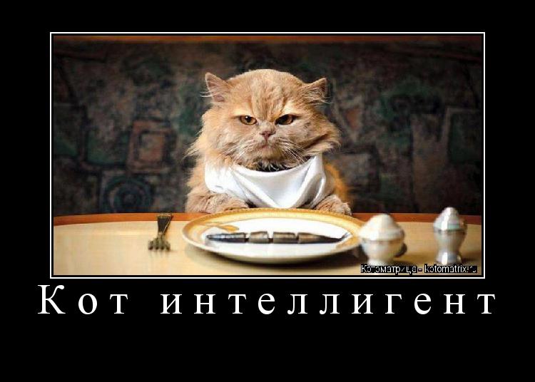 Кот интеллигент ... Котоматрица: Кот интеллигент