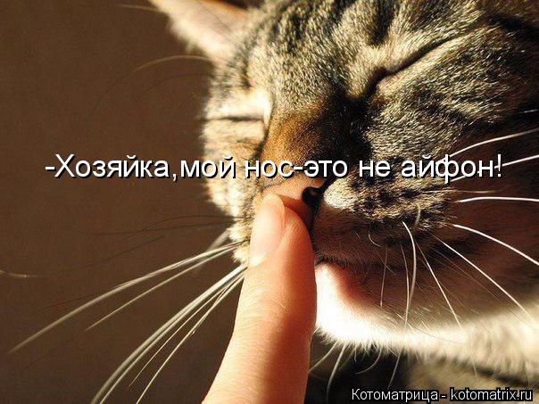 Котоматрица: -Хозяйка,мой нос-это не айфон!