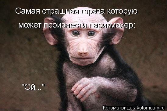 Котоматрица: Самая страшная фраза которую может произнести парикмахер: "Ой..."