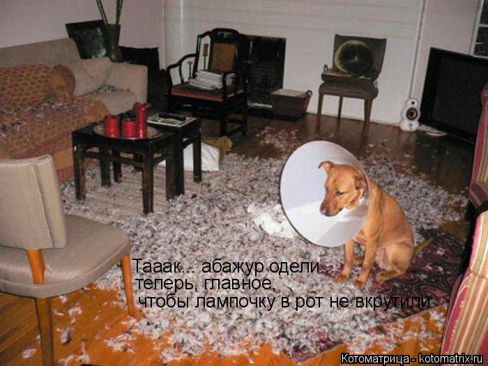 Тааак... абажур одели... теперь, главное, чтобы лампочку в рот не вкрутили... Котоматрица: Тааак... абажур одели... теперь, главное, чтобы лампочку в рот не вкрутили