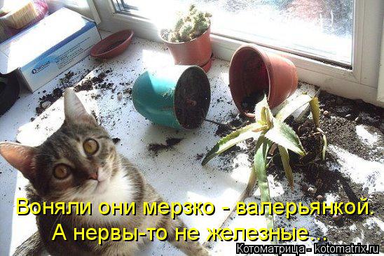 Котоматрица: Воняли они мерзко - валерьянкой. А нервы-то не железные...