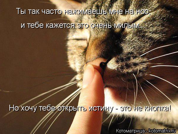 Котоматрица: Ты так часто нажимаешь мне на нос, и тебе кажется это очень милым... Но хочу тебе открыть истину - это не кнопка!