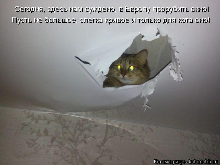 Сегодня, здесь нам суждено, в Европу прорубить окно! Пусть не большое, слегка кривое и только для кот... Котоматрица: Сегодня, здесь нам суждено, в Европу прорубить окно! Пусть не большое, слегка кривое и только для кота оно!