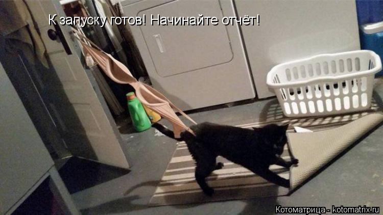 Котоматрица: К запуску готов! Начинайте отчёт!